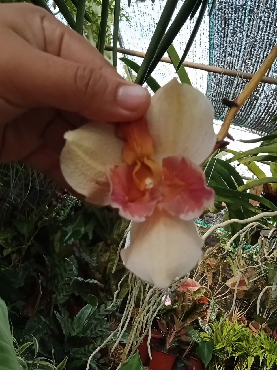 IMG20210409154716.jpg