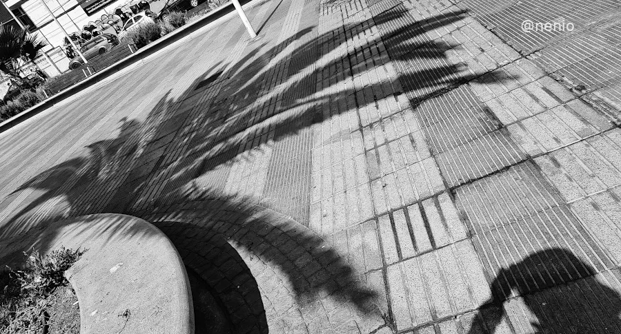 palm-shadow-03-bw.jpg