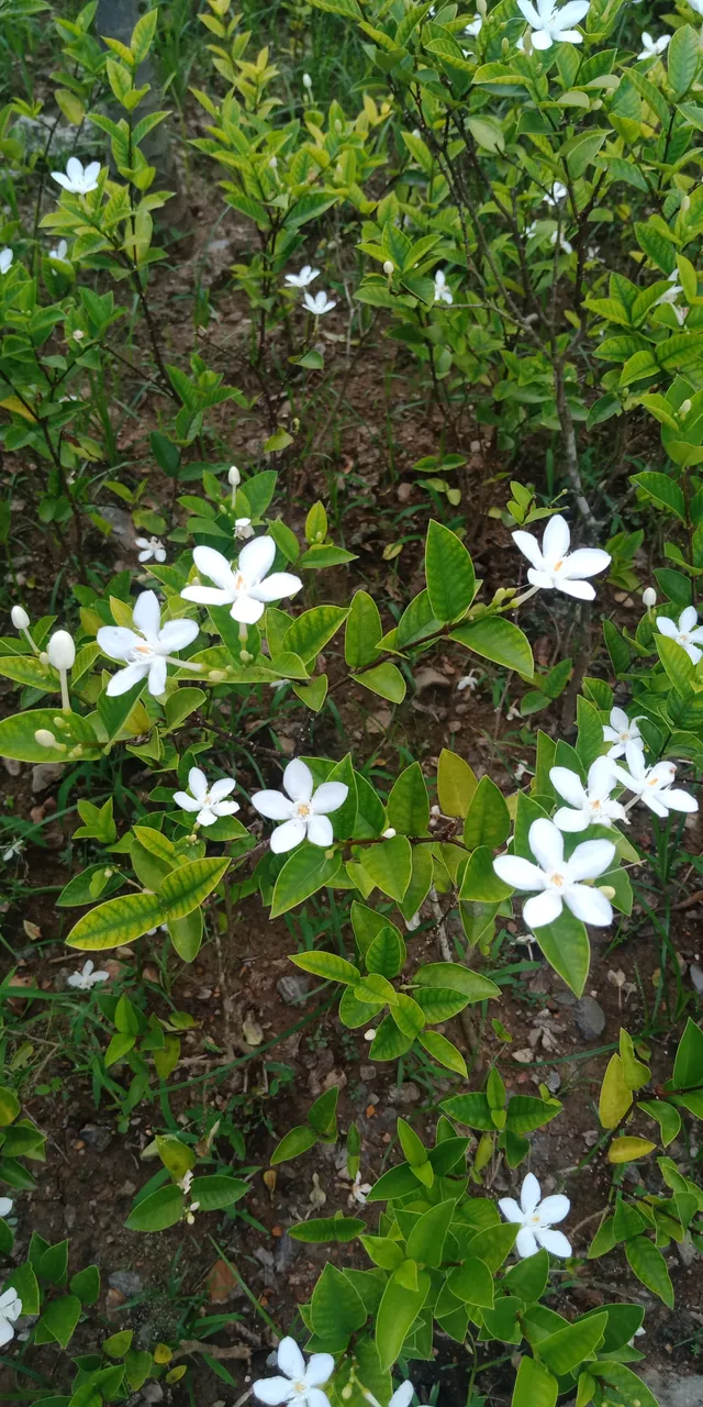 IMG20200820163723.jpg