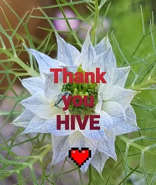 Thank you Hve.jpg