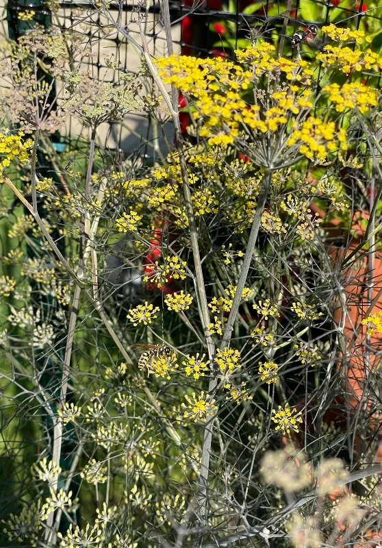 hivegarden-fennel.jpg