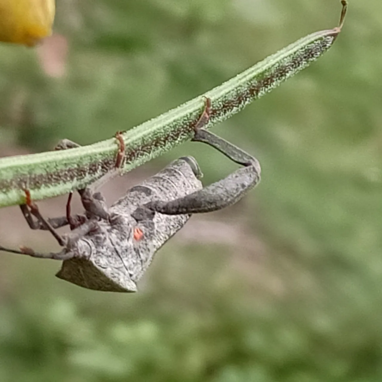 23 Bertahan Rama Cover Original By Mocin1993