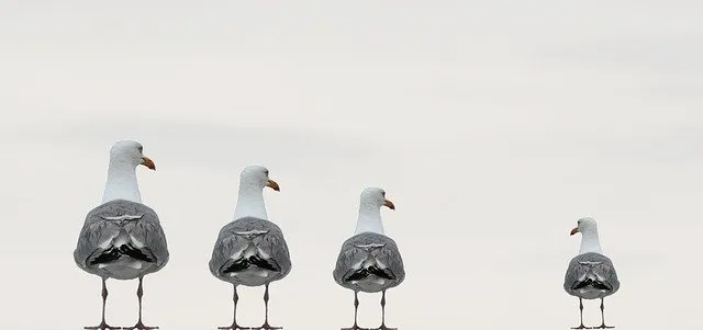 gulls-2662550_640.jpg