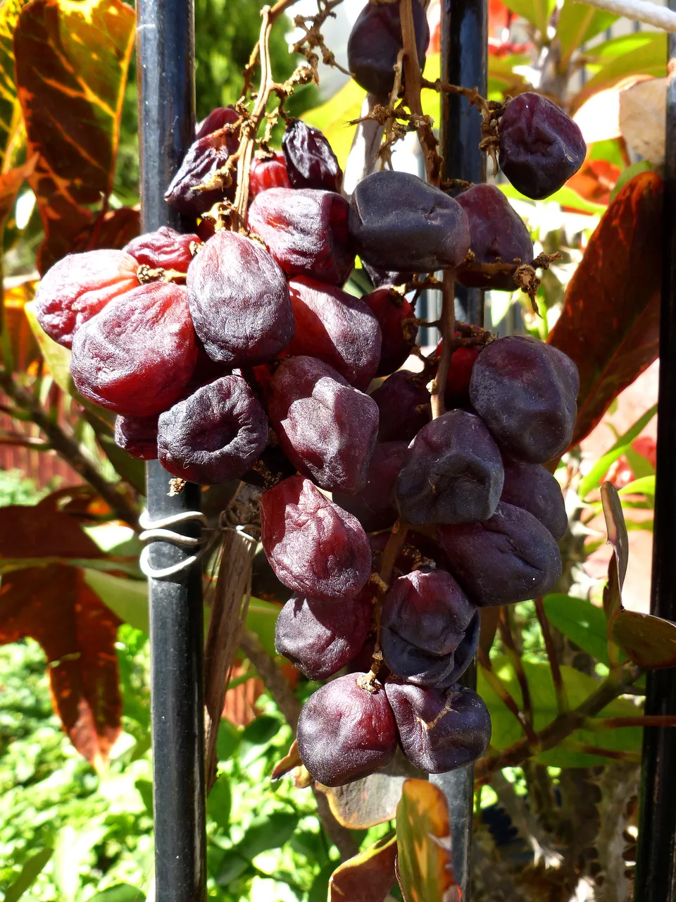 Uvas provistas por saulus 1