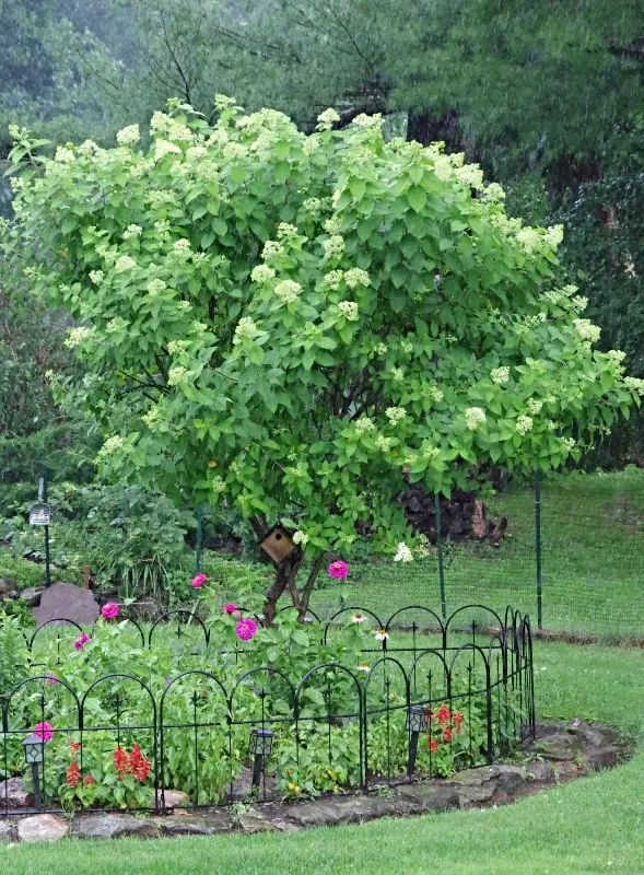 hive hydrangea7.jpg