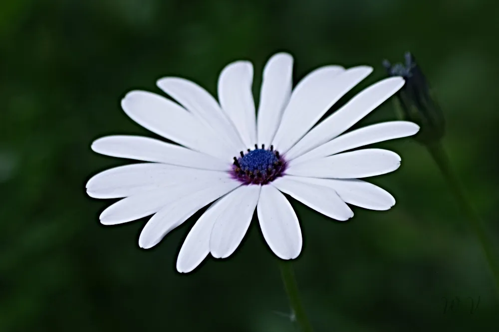 hive-garden-daisy.jpg