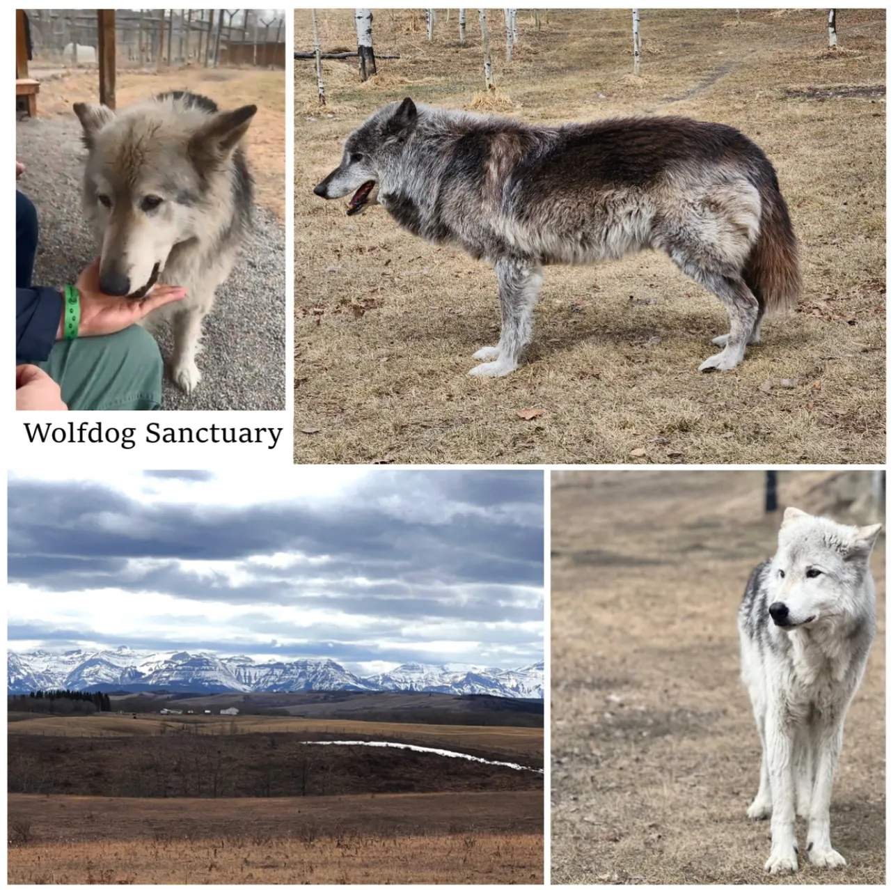 wolfdog sanctuary.png