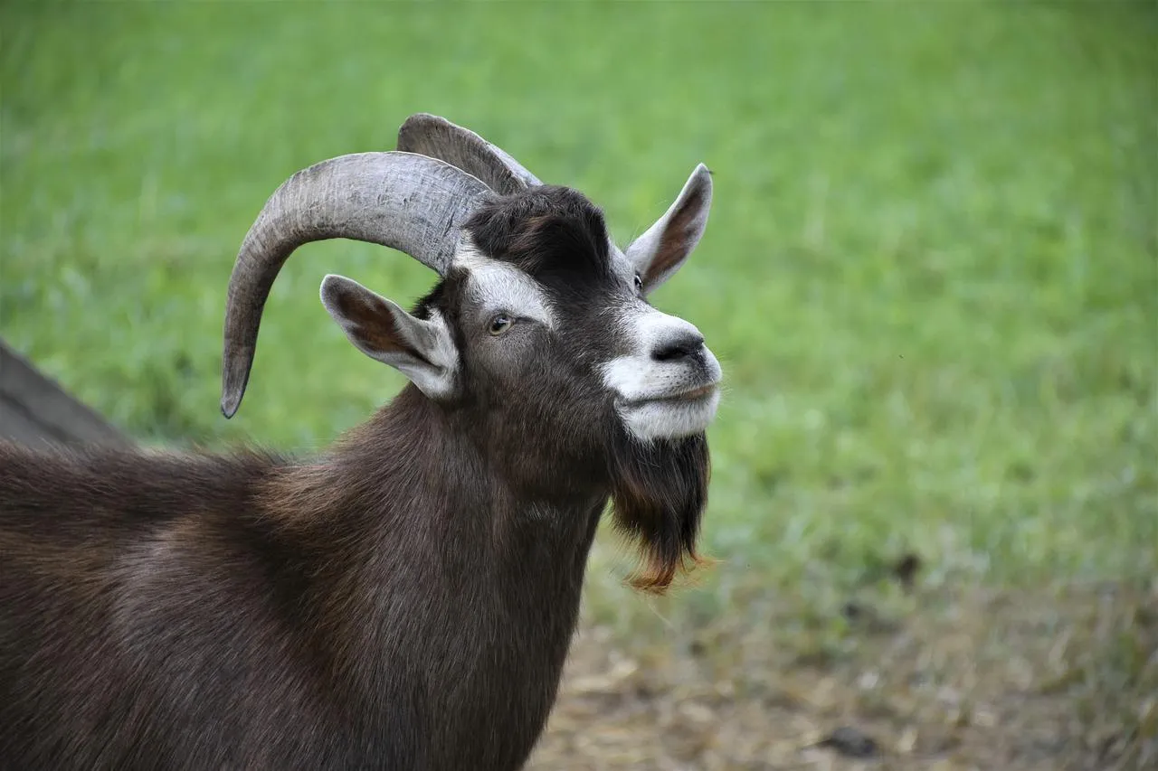 goat-5421093_1280.jpg