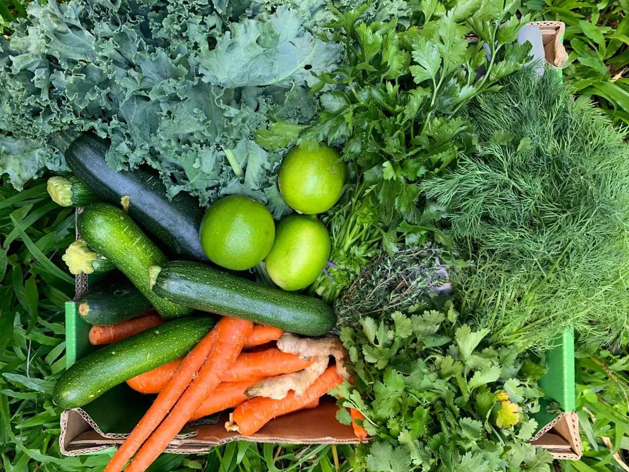 STeemit Organic.jpg