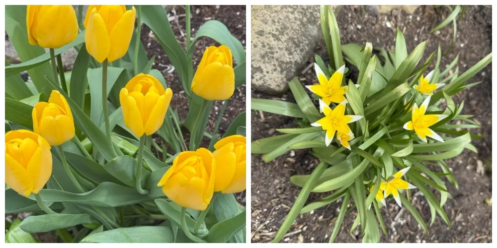 hivegarden-tulips.jpg