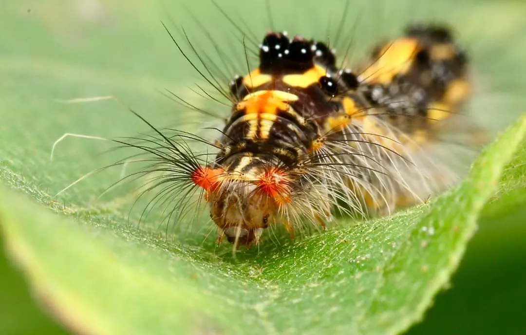 CATERPILLAR (1).jpg