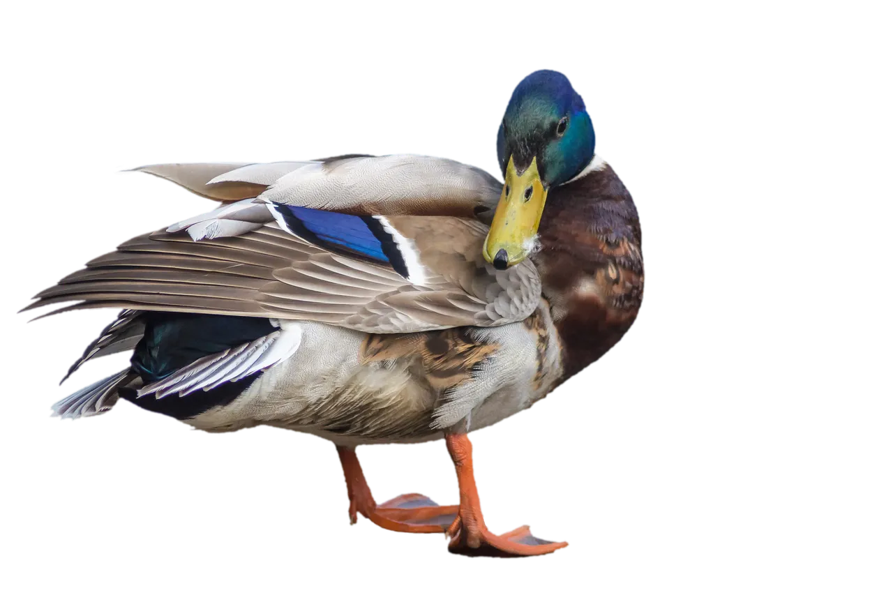 duck-1978680_1920.png