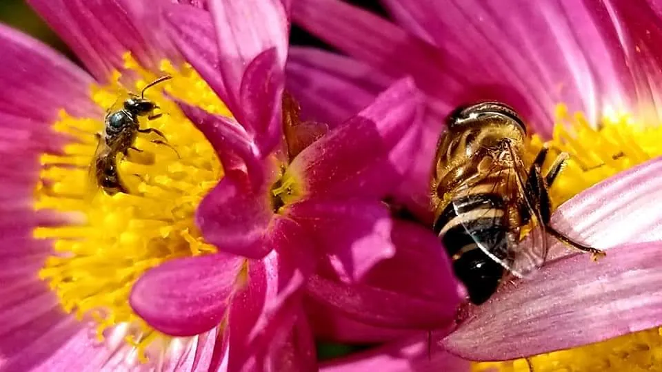 honey bee (3).jpg