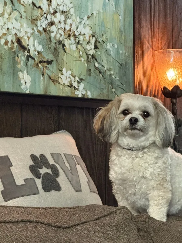 dpet-mika-couch-1.jpg