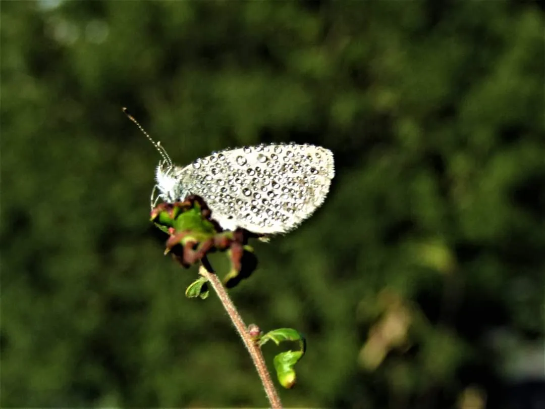 butterflies (2).jpg