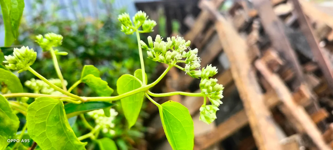 IMG20220122100418.jpg