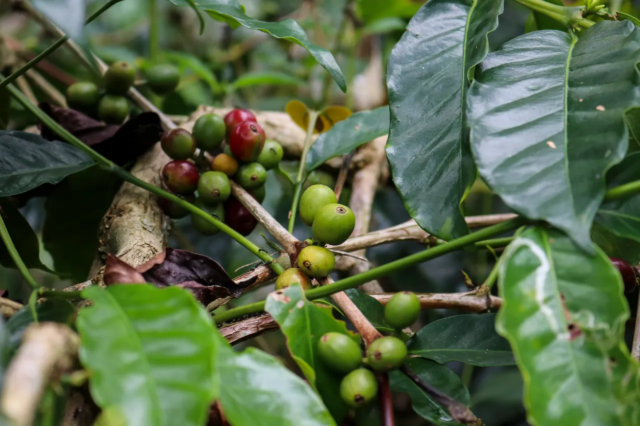 "Galeri Kopi 4.jpg"