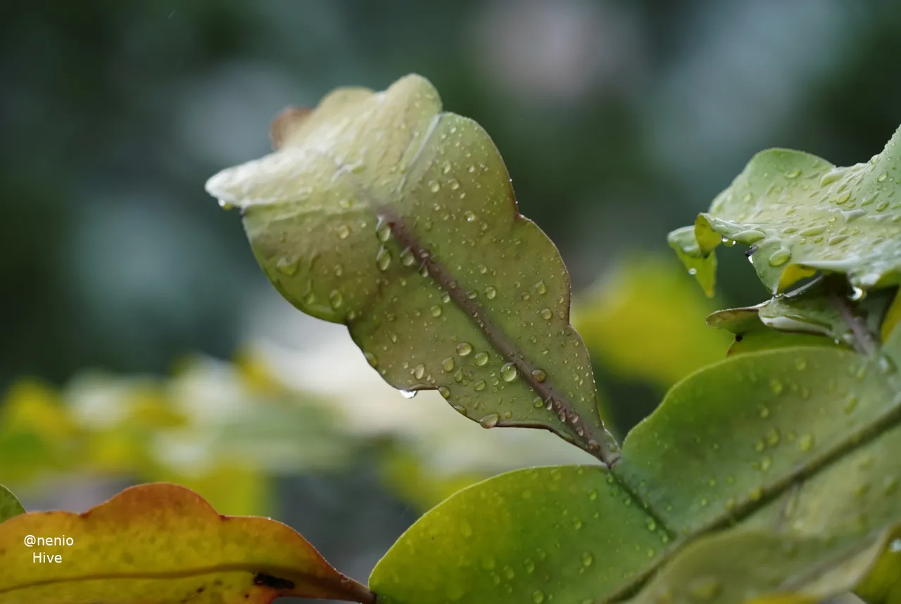 rain-droplets-002.jpg