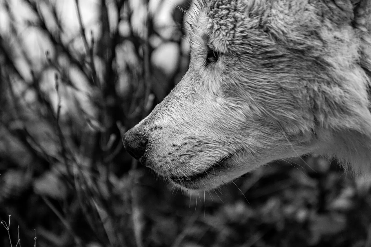 wolf-3696744_1280.jpg