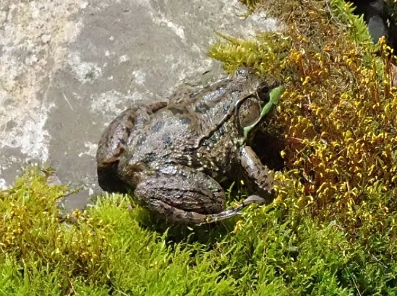 hivegarden-frog-1.jpg