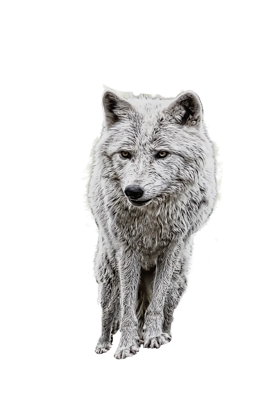 wolf-2104703_1280.png