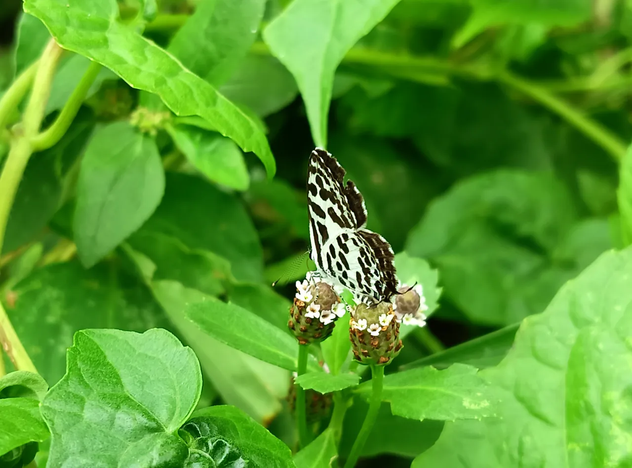 IMG20250705125018.jpg