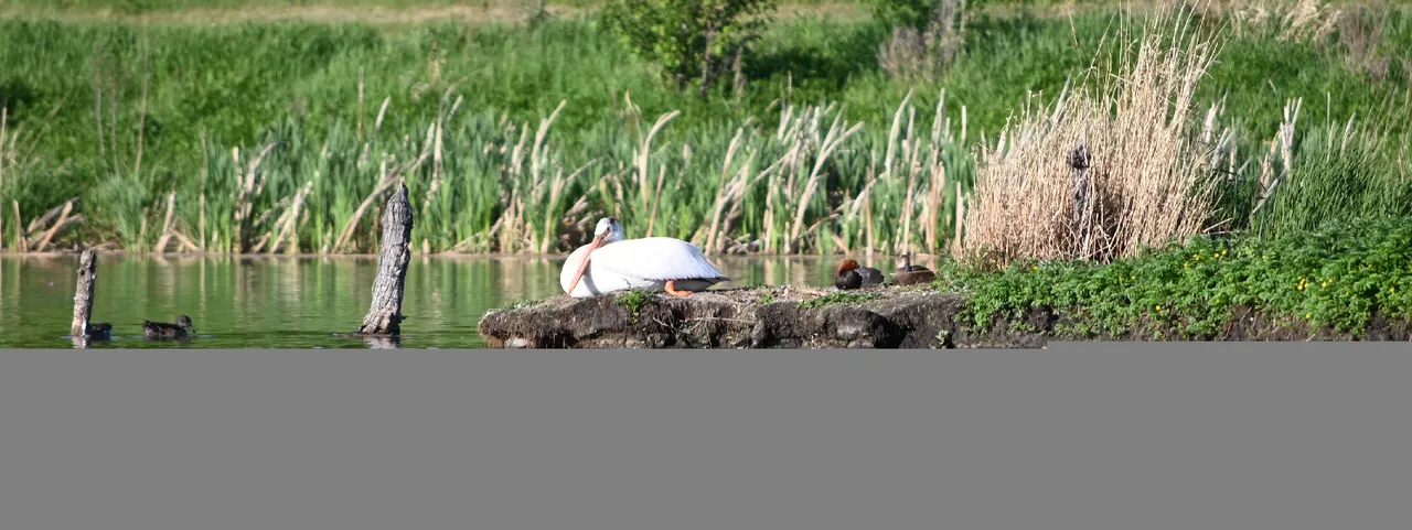 resting pelican.jpg