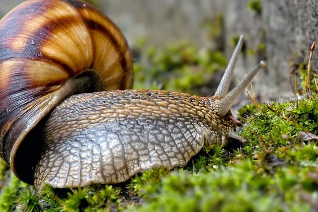 snail-5842411_640.jpg
