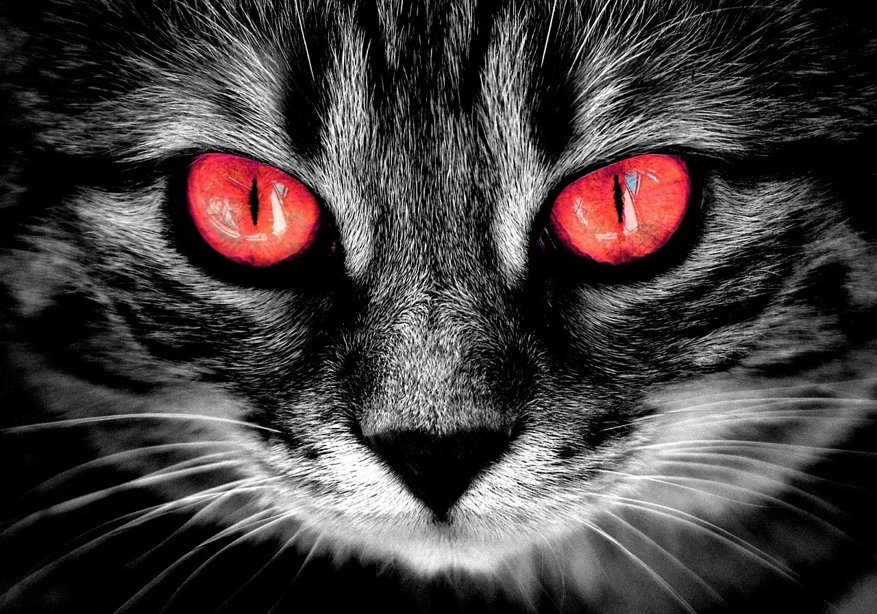 cat-2807042_1280.webp