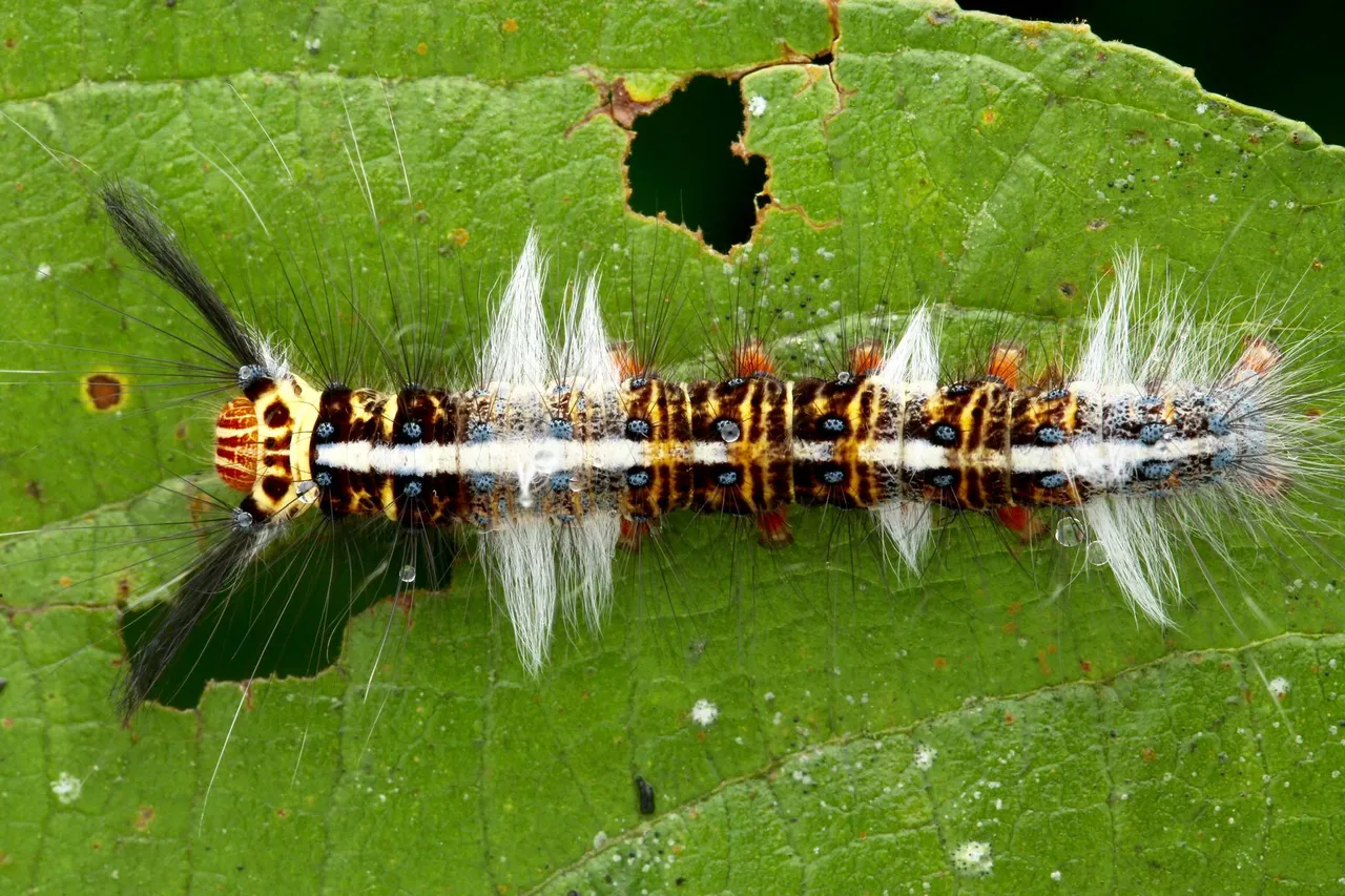 caterpiller (2).jpg