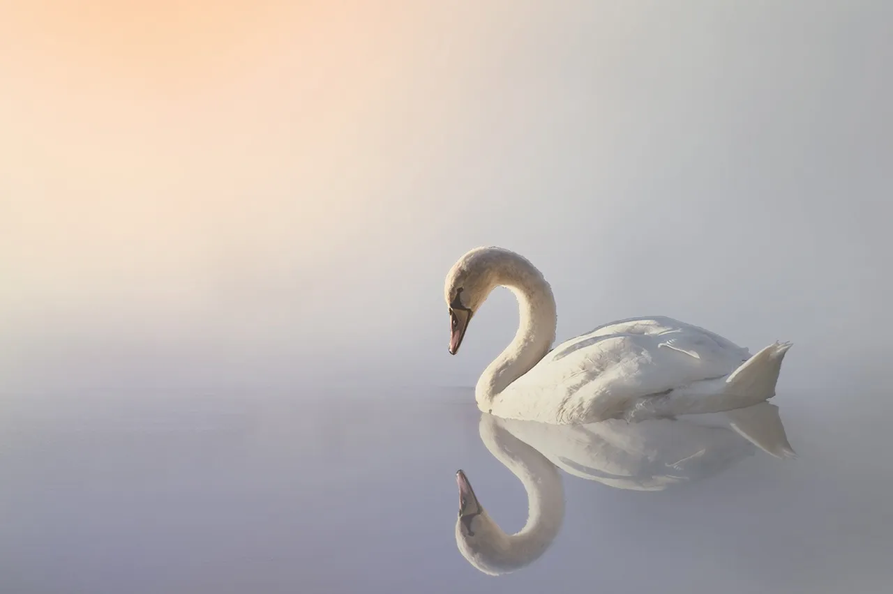 swan-3161142_1280.jpg