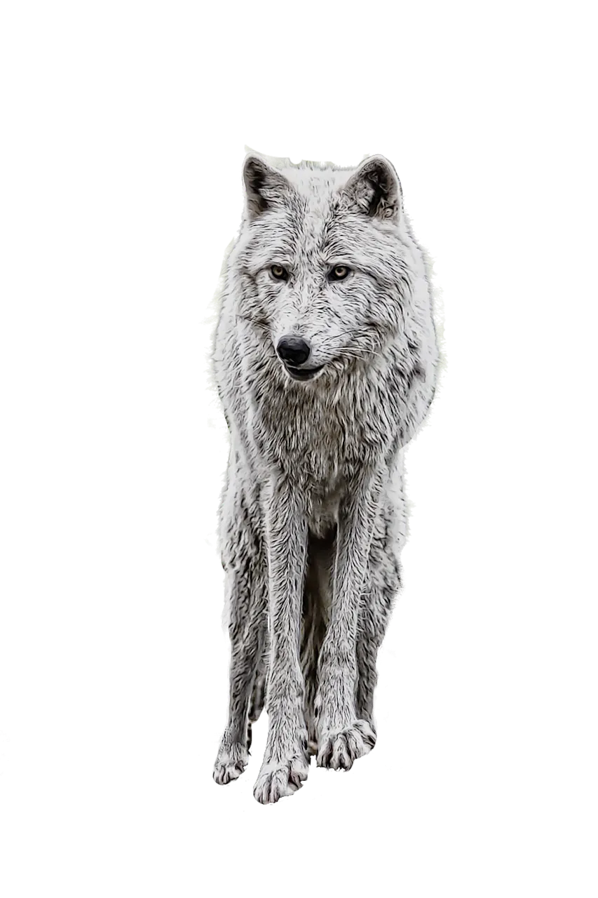 wolf-2104702_1280.png