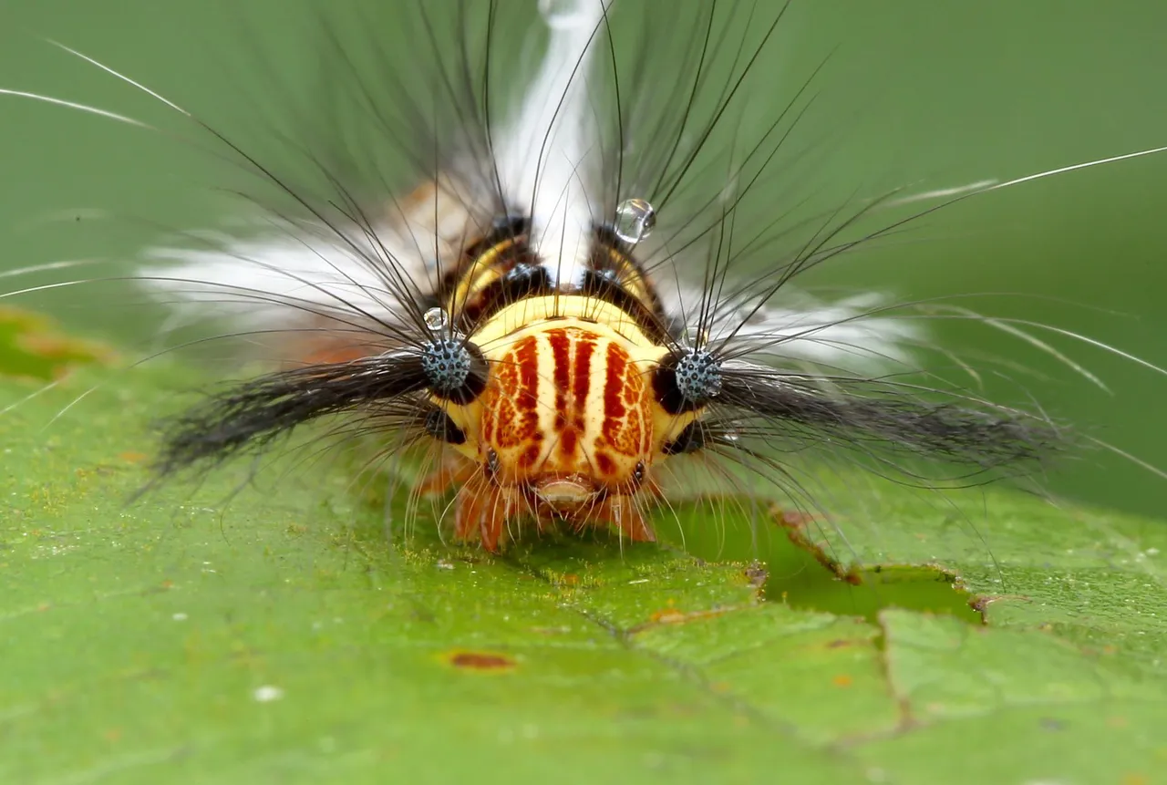 caterpiller (1).jpg