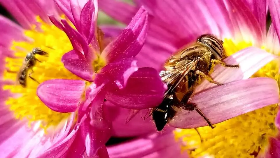 honey bee (1).jpg