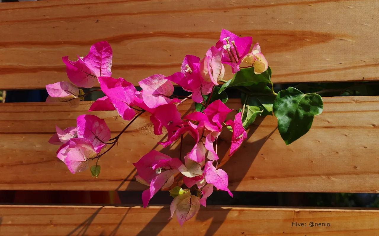 bougainvillea-001.jpg