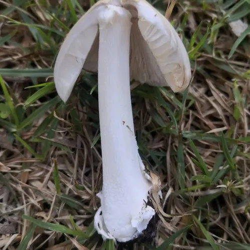 Solid stem and white flesh. Gills are free from the stem.