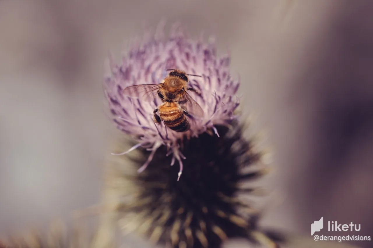 cl5ygm7th01jn2mmq78y4hsd9_bee-8815.jpg