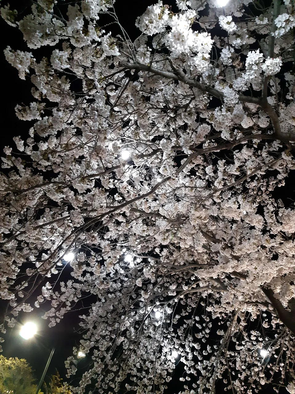 20190404_201823.jpg