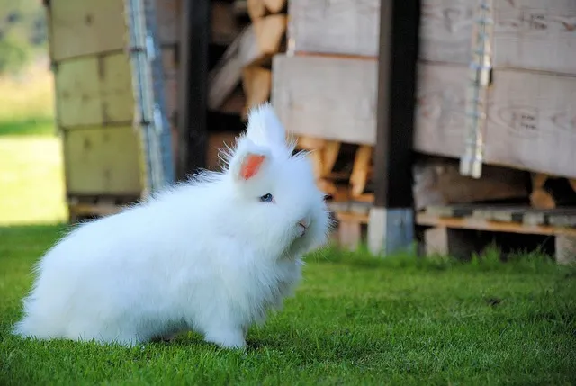 hare-2714817_640.jpg