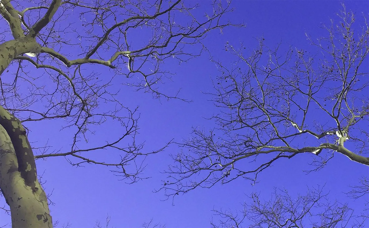 PURPLE-SKY-TREES.jpg