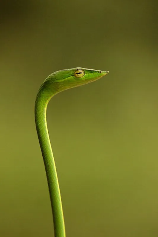 Green_Vine_Snake.jpg