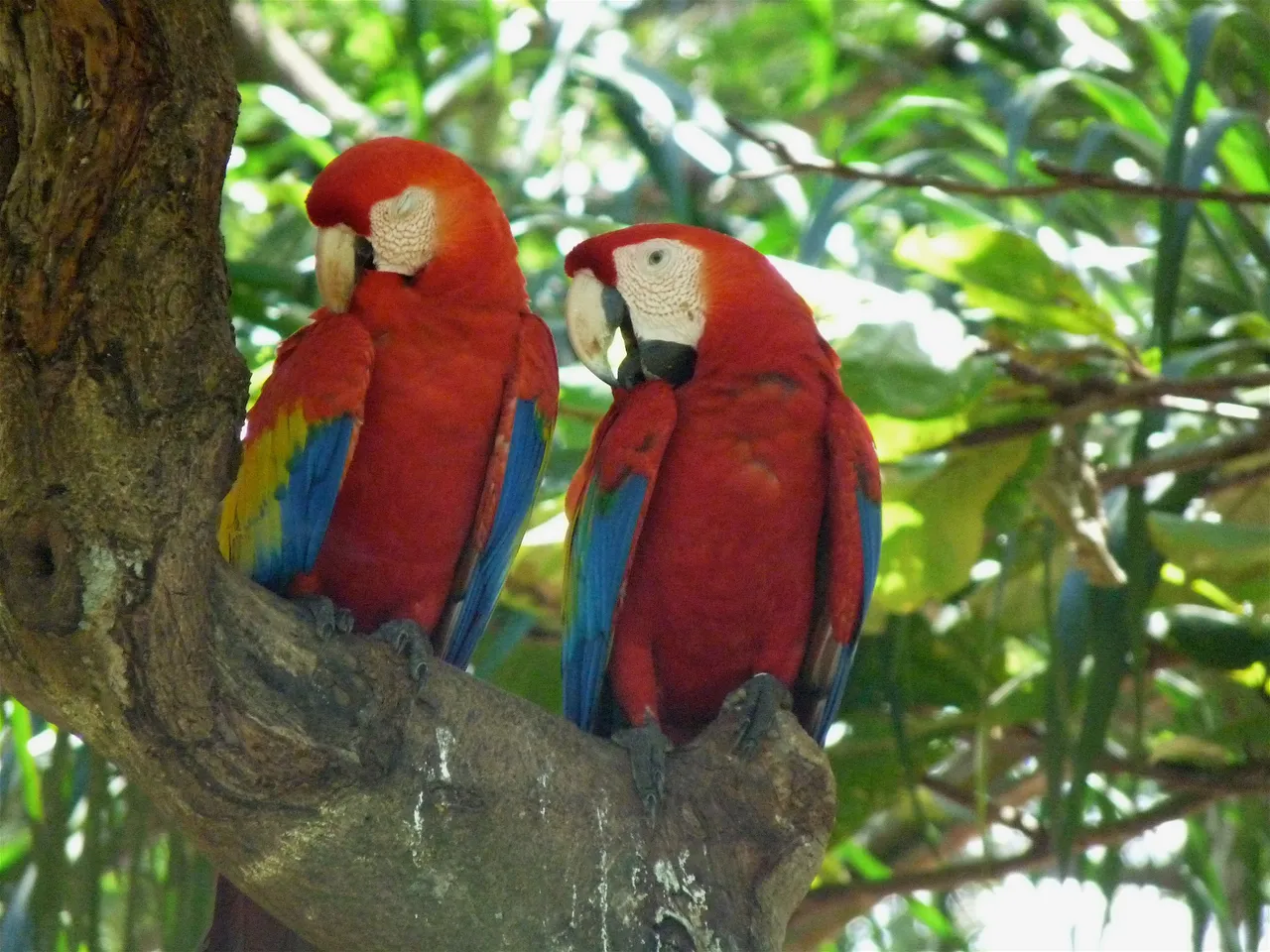 Scarlet Macaws.JPG