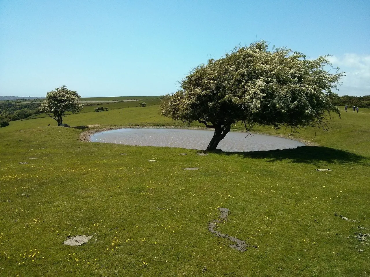windswept tree