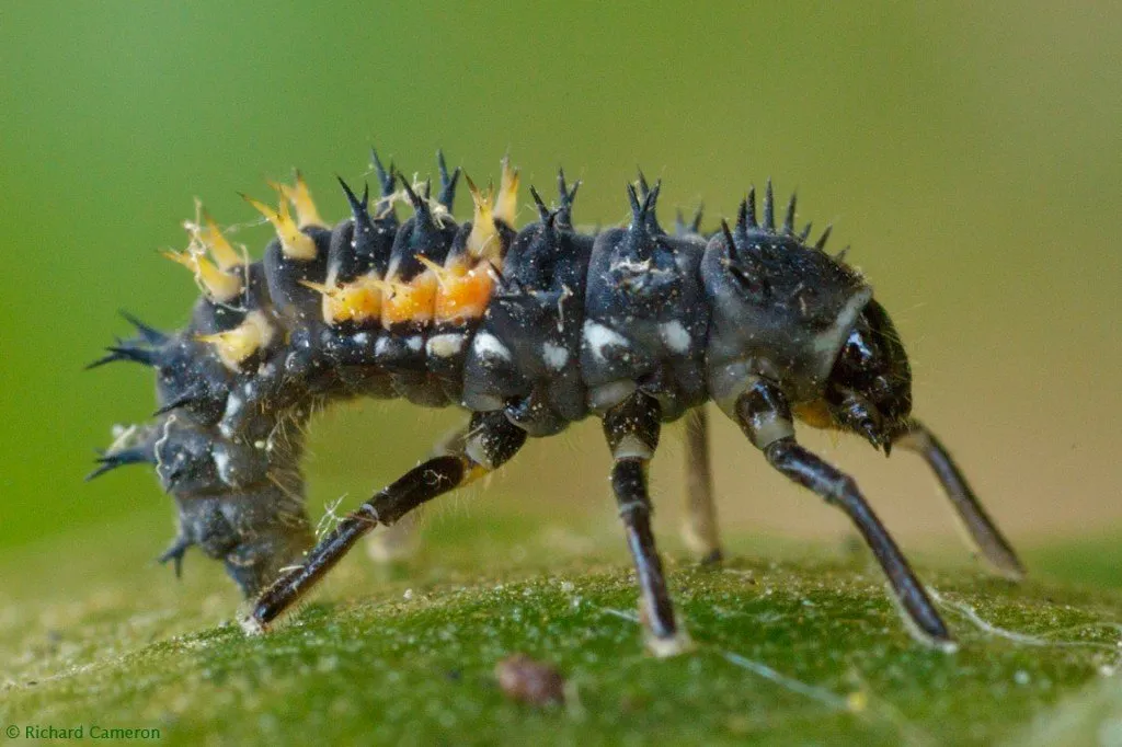 ladybug larva1.jpg