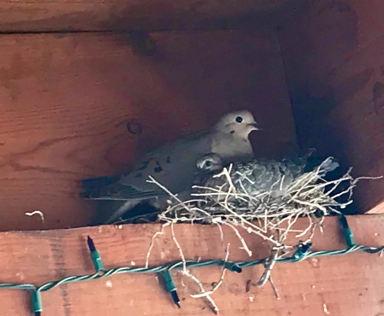 Mourning Doves.JPG