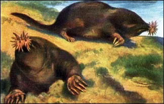 ugliest-animals0.jpg