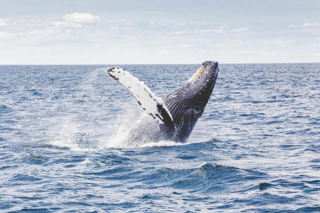 humpback-1209297.jpg