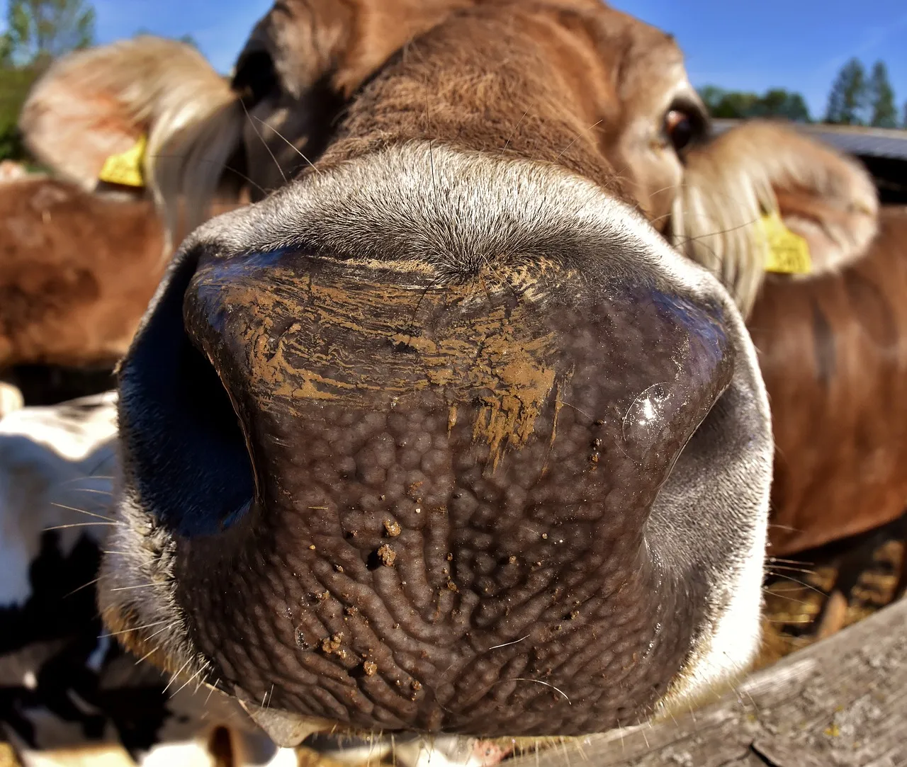 cow-3362607_1280.jpg