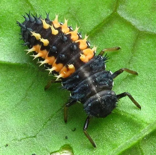 ladybug larva2.jpg