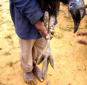 cassowary feet.jpg